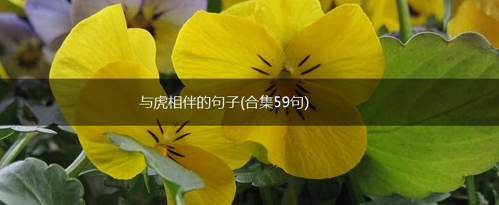 与虎相伴的句子(合集59句),第1张