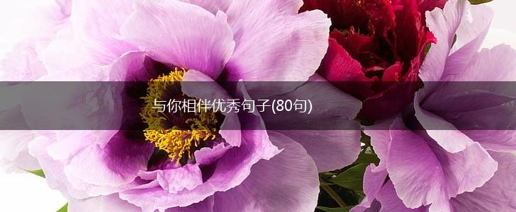 与你相伴优秀句子(80句),第1张