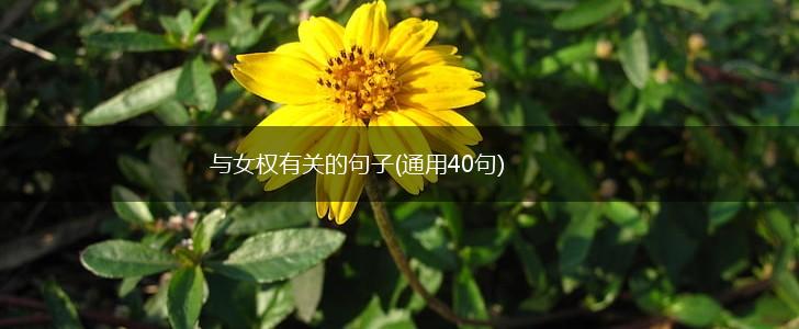 与女权有关的句子(通用40句),第1张