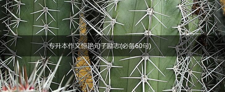 专升本作文惊艳句子励志(必备60句),第1张