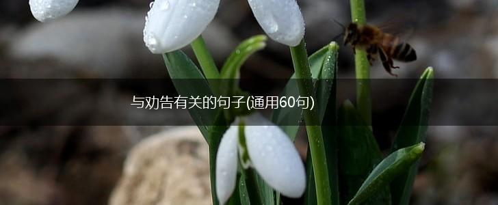与劝告有关的句子(通用60句),第1张