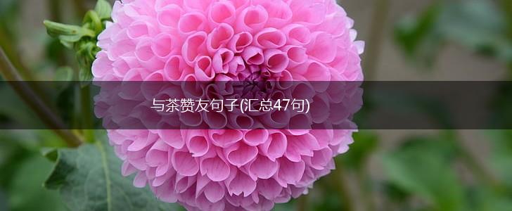 与茶赞友句子(汇总47句),第1张