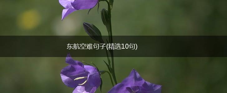 东航空难句子(精选10句),第1张