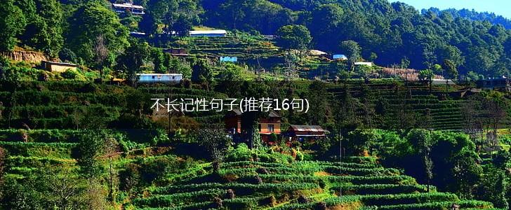不长记性句子(推荐16句),第1张