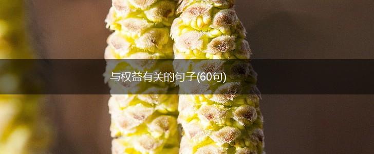 与权益有关的句子(60句),第1张