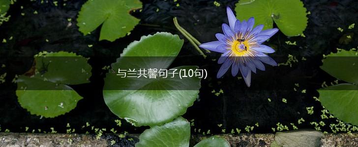 与兰共馨句子(10句),第1张