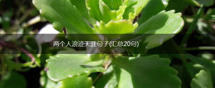 两个人浪迹天涯句子(汇总20句),第1张