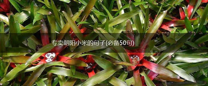 专卖朝阳小米的句子(必备50句),第1张