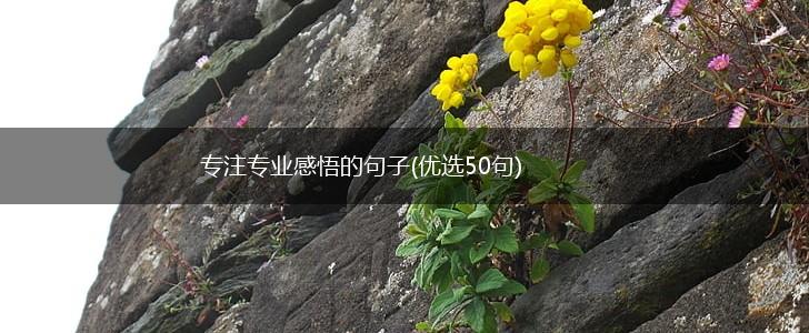 专注专业感悟的句子(优选50句),第1张