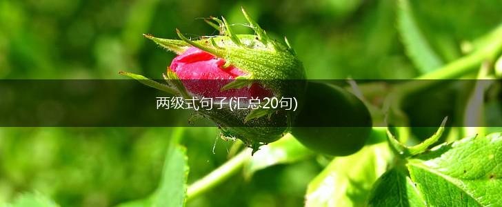 两级式句子(汇总20句),第1张