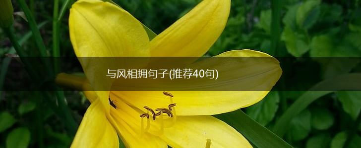 与风相拥句子(推荐40句),第1张