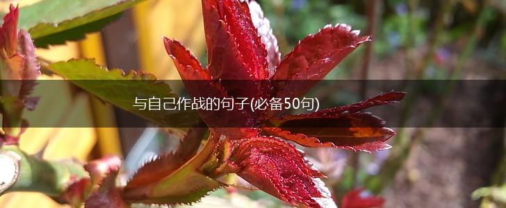 与自己作战的句子(必备50句),第1张