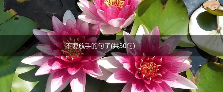 不要放手的句子(共30句),第1张