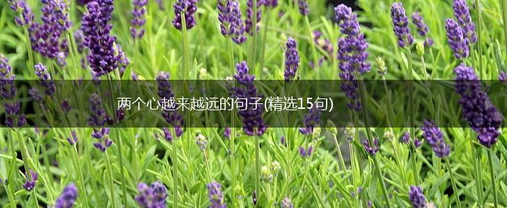 两个心越来越远的句子(精选15句),第1张