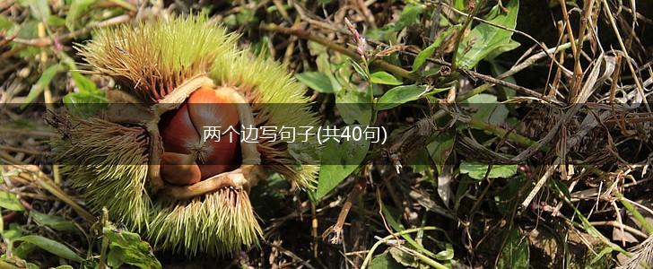 两个边写句子(共40句),第1张