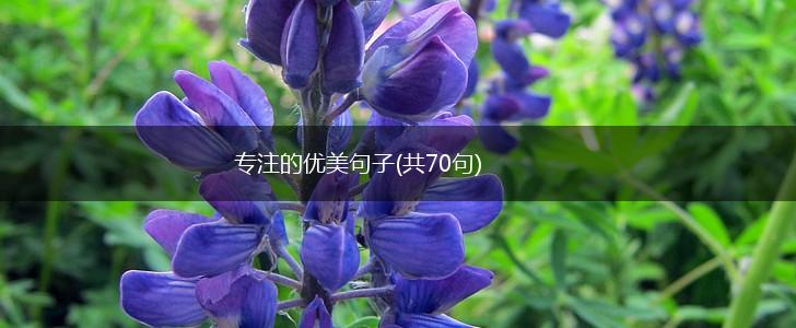 专注的优美句子(共70句),第1张
