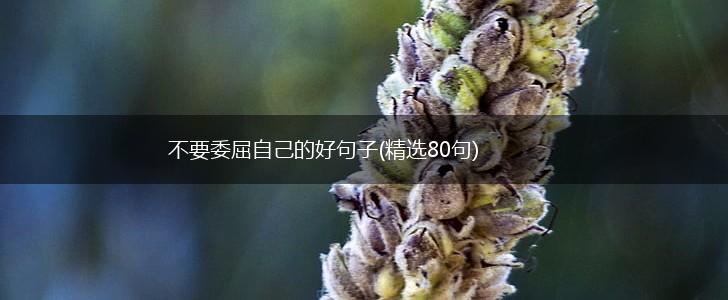 不要委屈自己的好句子(精选80句),第1张