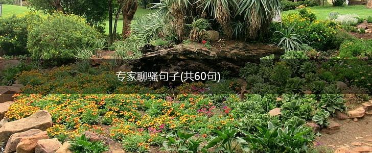 专家聊骚句子(共60句),第1张