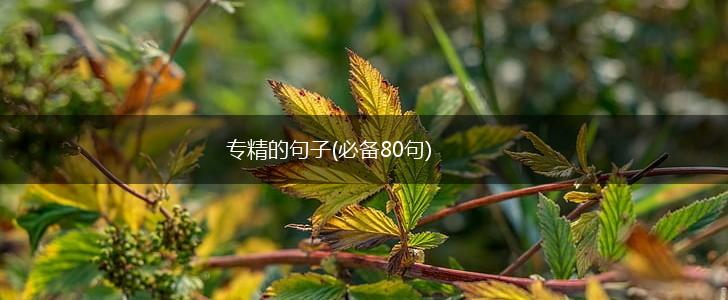专精的句子(必备80句),第1张