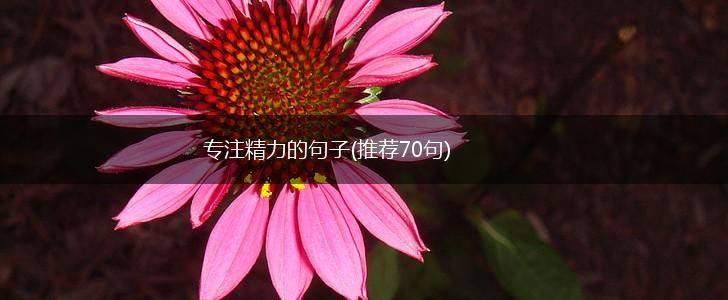 专注精力的句子(推荐70句),第1张
