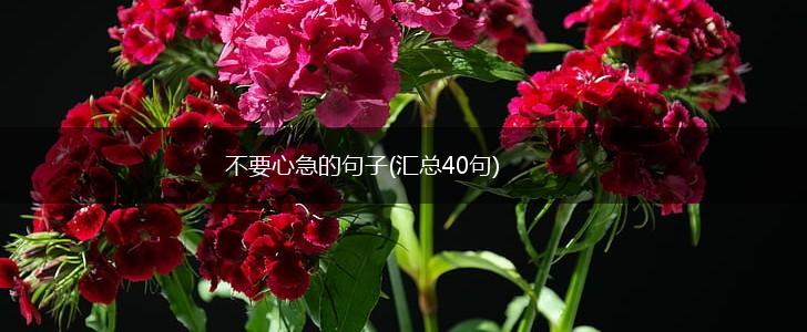 不要心急的句子(汇总40句),第1张