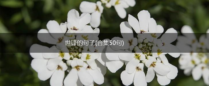 世锋的句子(合集50句),第1张