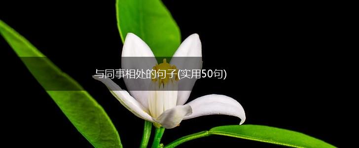与同事相处的句子(实用50句),第1张