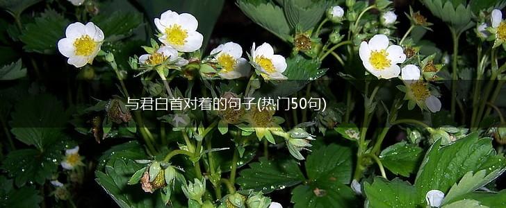 与君白首对着的句子(热门50句),第1张