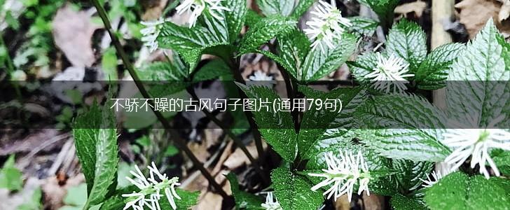 不骄不躁的古风句子图片(通用79句),第1张