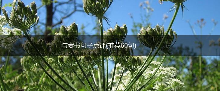 与妻书句子点评(推荐60句),第1张