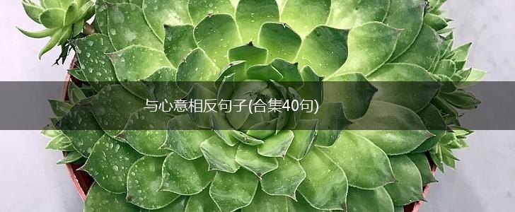 与心意相反句子(合集40句),第1张