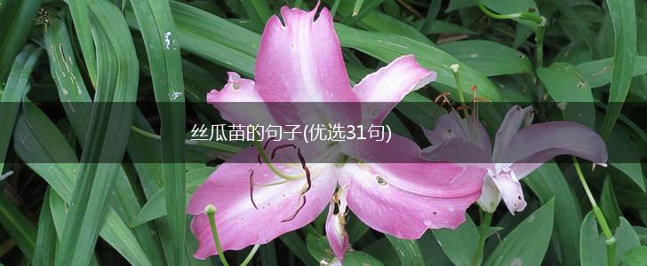 丝瓜苗的句子(优选31句),第1张