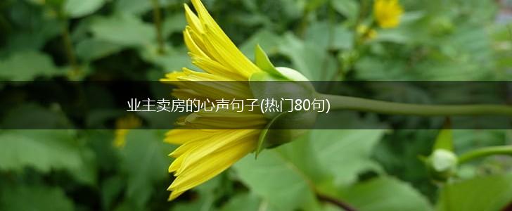业主卖房的心声句子(热门80句),第1张