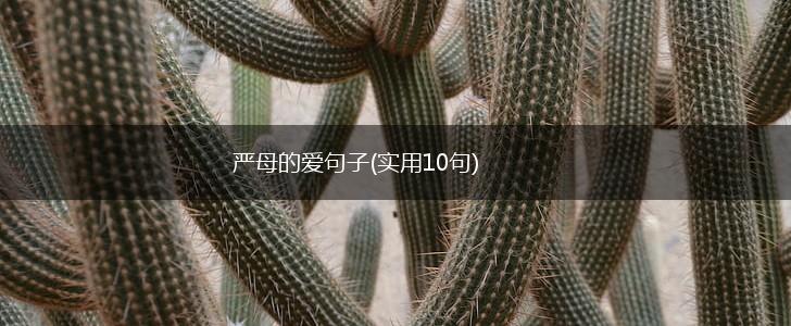 严母的爱句子(实用10句),第1张