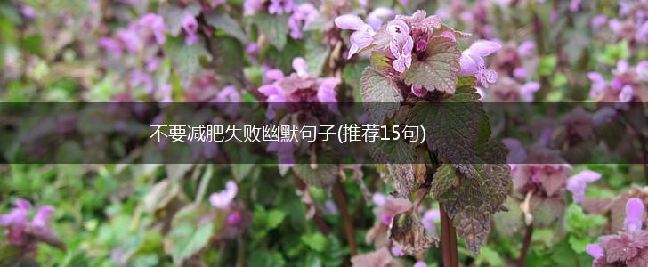 不要减肥失败幽默句子(推荐15句),第1张
