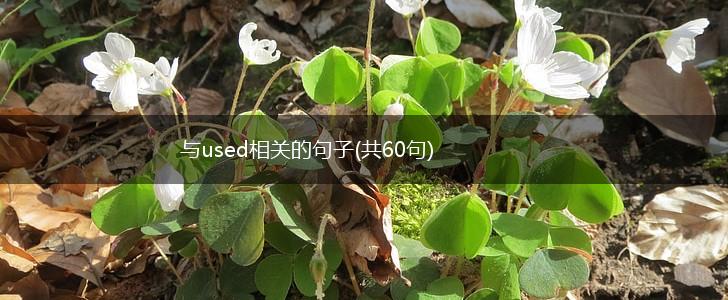 与used相关的句子(共60句),第1张