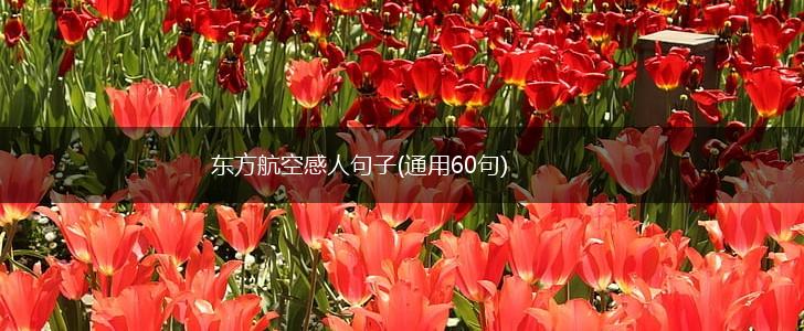 东方航空感人句子(通用60句),第1张