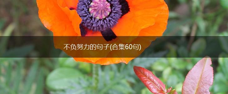 不负努力的句子(合集60句),第1张