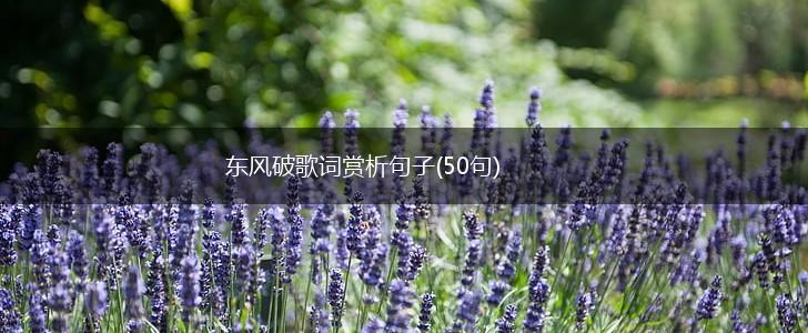东风破歌词赏析句子(50句),第1张