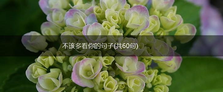 不该多看你的句子(共60句),第1张