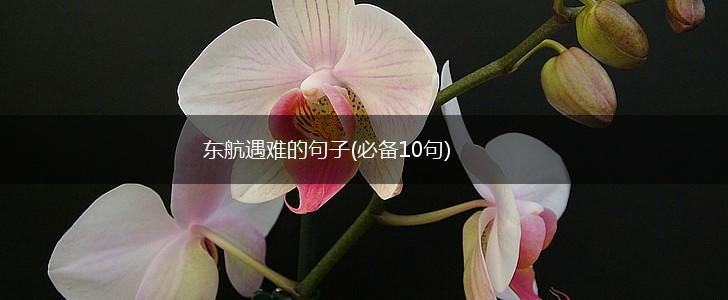 东航遇难的句子(必备10句),第1张
