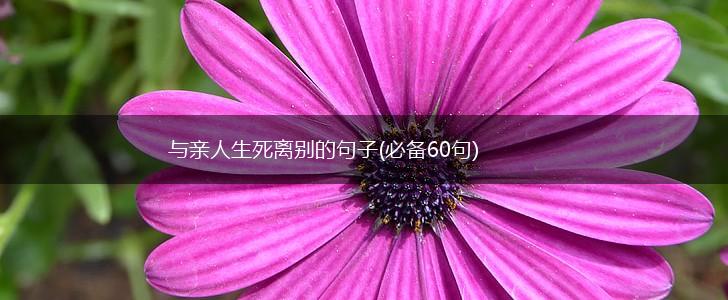 与亲人生死离别的句子(必备60句),第1张