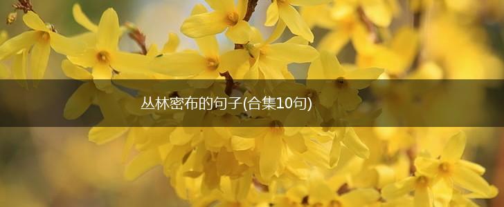 丛林密布的句子(合集10句),第1张