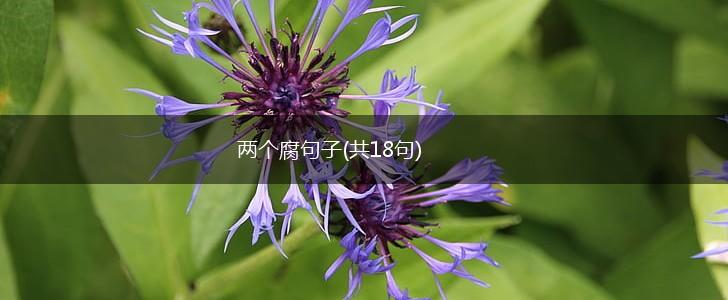 两个腐句子(共18句),第1张