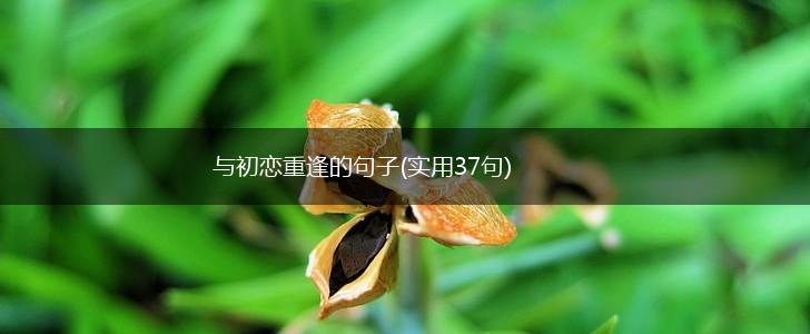 与初恋重逢的句子(实用37句),第1张