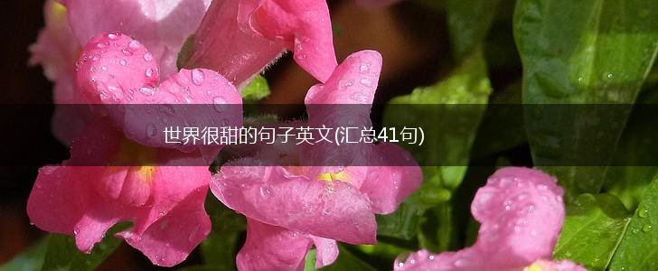世界很甜的句子英文(汇总41句),第1张