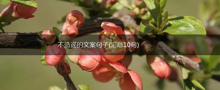 不造谣的文案句子(汇总10句),第1张