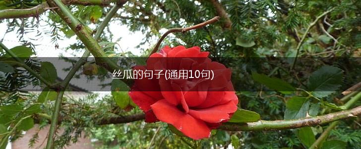 丝瓜的句子(通用10句),第1张