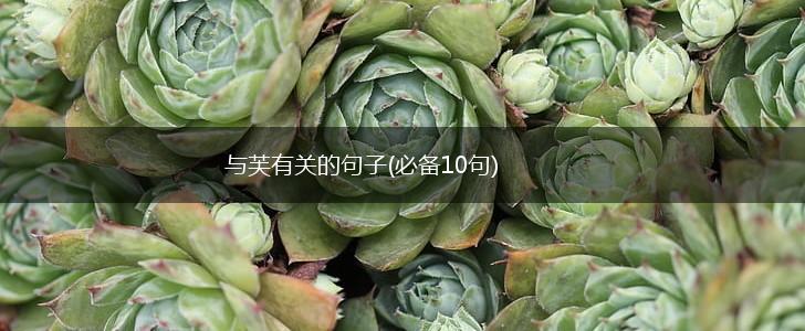 与芙有关的句子(必备10句),第1张