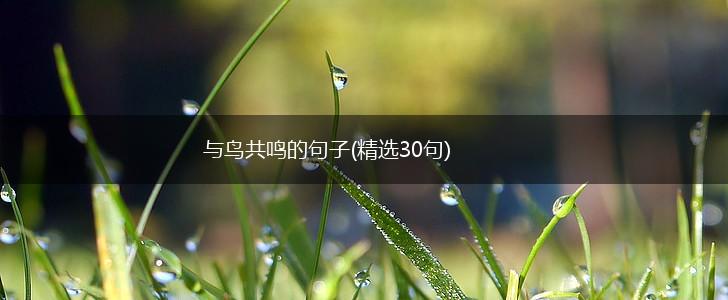 与鸟共鸣的句子(精选30句),第1张